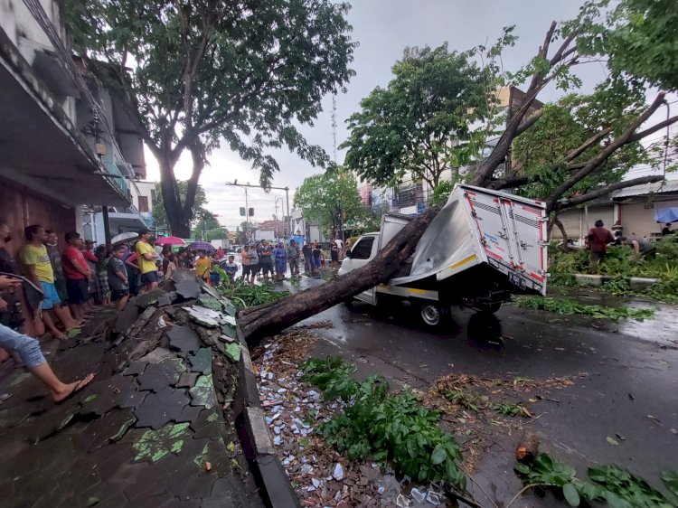 Sidoarjo Diserang Angin Kencang, Puluhan Pohon Tumbang