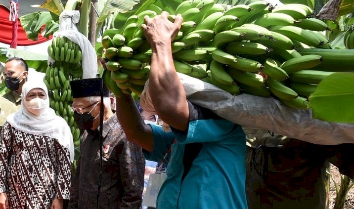 Wapres Panen Pisang Cavendish di Ponorogo, Kuasai Pasar Nasional, Jatim Perluas Pasar Ekspor  