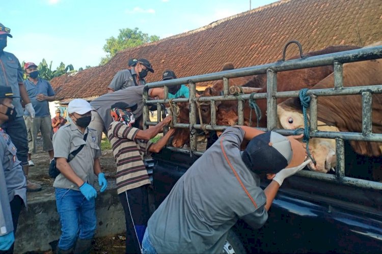 Cegah Penyebaran PMK, Satu Sapi Suspek Dikembalikan