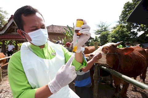 Antisipasi PMK, Banyuwangi Bagikan Vitamin Gratis ke Ternak