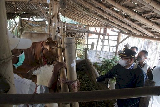 Plt Bupati Timbul Pastikan Vaksinasi Ternak Berjalan