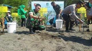 Kodim 0825 Banyuwangi Gandeng Pelindo Tanam 5000 Pohon Cemara dan Mangrove