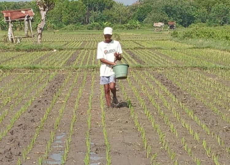 Cabut Pupuk Subsidi, Imbau Pakai Pupuk Kandang