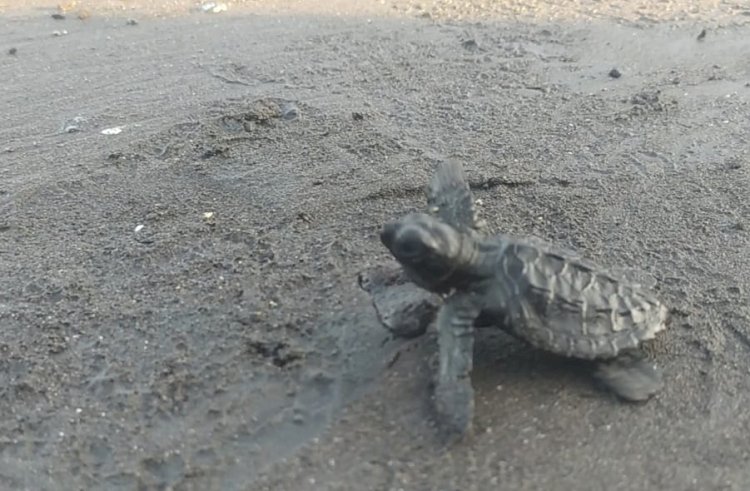 BSTF Lepas Liarkan Tukik di Pulau Santen Banyuwangi