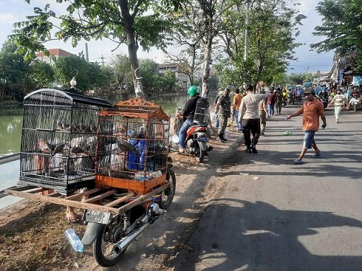 Koramil 0830/03 Gelar Operasi Yustisi Penertiban PKL dan Pasar Burung