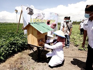 Kendalikan Hama Tikus, Pemkab Fasilitasi 342 Rubuha