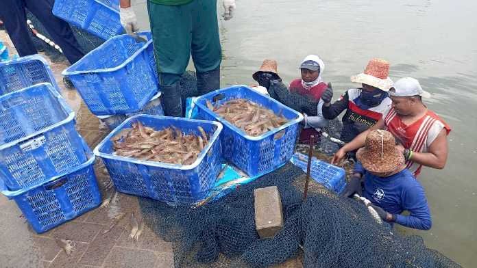 Manfaatkan Limbah Pasir SIlica, IBL Bonocng Sukses Panen Udang Vaname