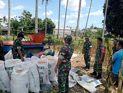 Wujudkan Ketahanan Pangan, TNI di Banyuwangi Panen Jagung