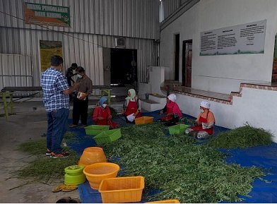 Unej Bantu Petani Kelor di Desa Pakandangan