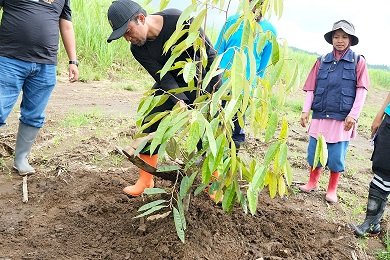 Banyuwangi Gencarkan Konservasi Tanaman Keras