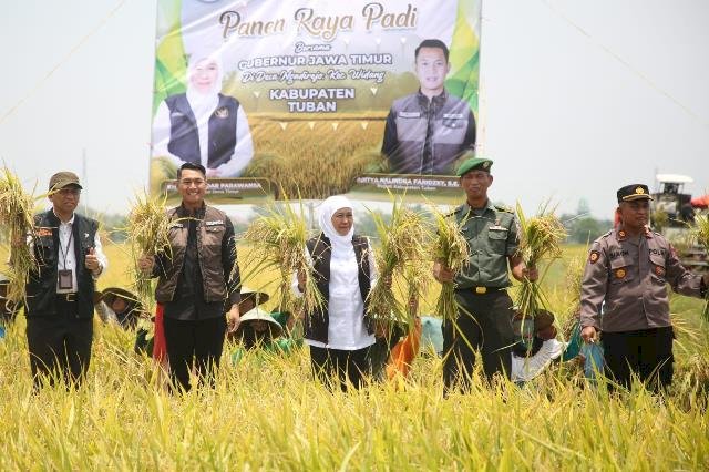 Gubernur Jatim Panen Raya di Tuban,  Khofifah: Alsintan Modern untuk Tingkatkan Produksi