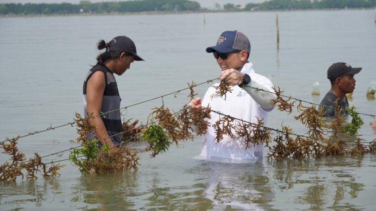 KBI Berupaya Dukung Petani Rumput Laut