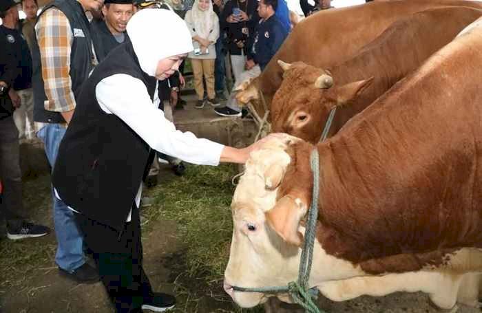 Jelang Idul Adha, Gubernur Khofifah : Ketersediaan Hewan Kurban di Jatim Surplus, RPH dan Juleha Cukup