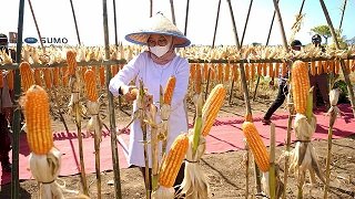 Banyuwangi Mampu Pasok 250 Ribu Ton Jagung