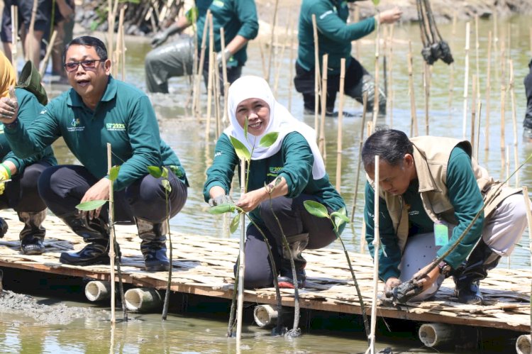Di Hari Mangrove Sedunia, Gubernur Khofifah: Ayo Masifkan Tanam dan Lestarikan Mangrove Untuk  Sedekah Oksigen