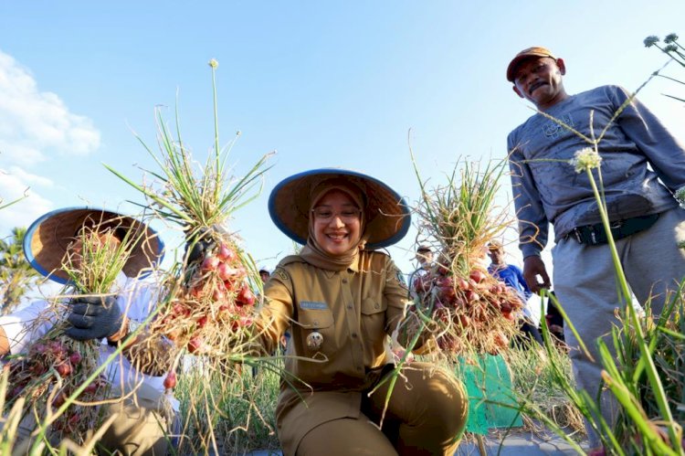 Kelompok Tani Banyuwangi Hasilkan 14,2 Ton Bawang Merah per Hektar