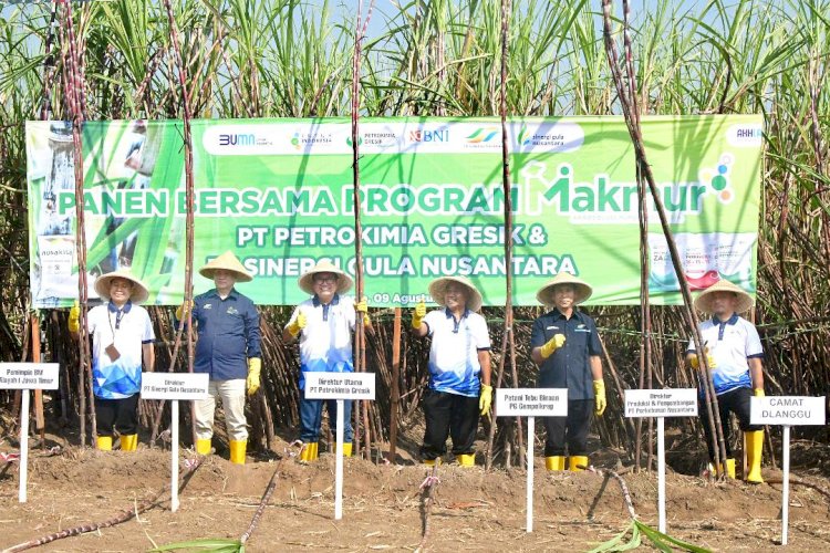 Petrokimia Gresik-SGN Tingkatkan Produktivitas Tebu di Mojokerto