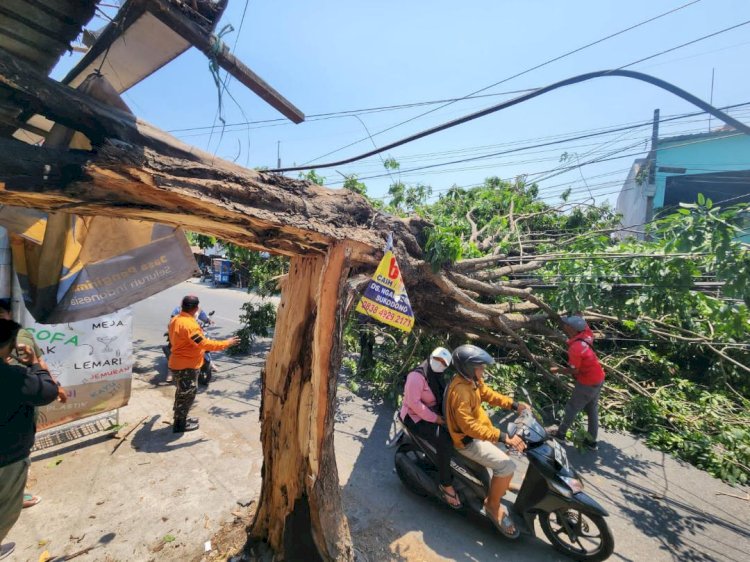 Angin Kencang, Pohon Tumbang Timpa Toko