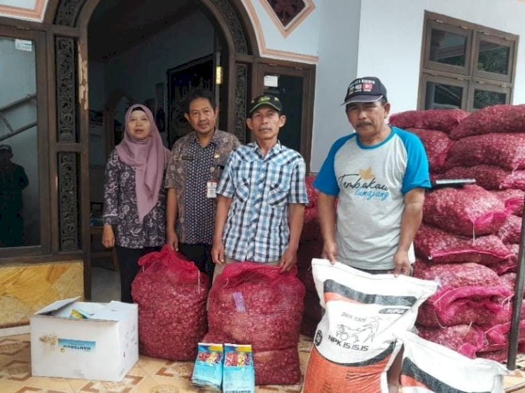 Pemkab Lumajang Beri 3,5 Ton Bibit Bawang Merah ke Poktan Dewi Sri