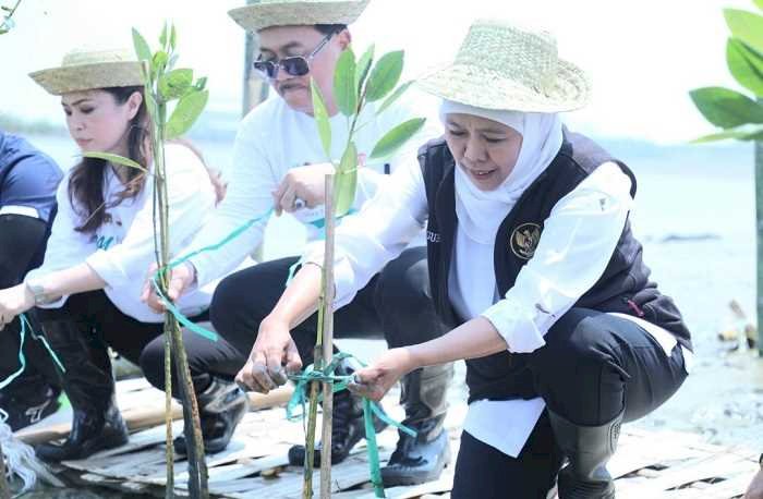 Gelar Festival Mangrove di Romokalisari Land   Khofifah: Wujud Penguatan Ekosistem Mangrove Hulu hingga Hilir