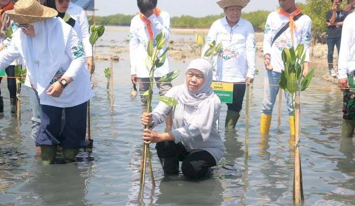 Tanam 22.500 Bibit pada Festival Mangrove VI Jatim , Khofifah: Bentuk Sedekah Oksigen untuk Keseimbangan Lingkungan