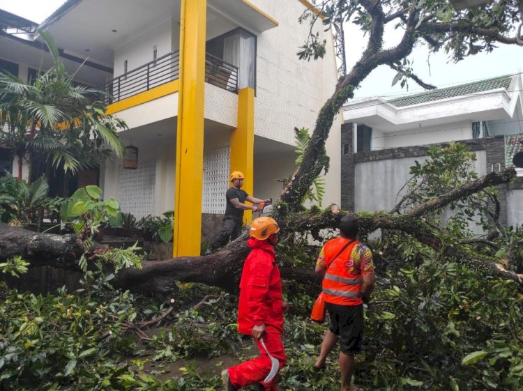 BPBD Jember Gercep Lakukan Pemotongan Pohon Tumbang