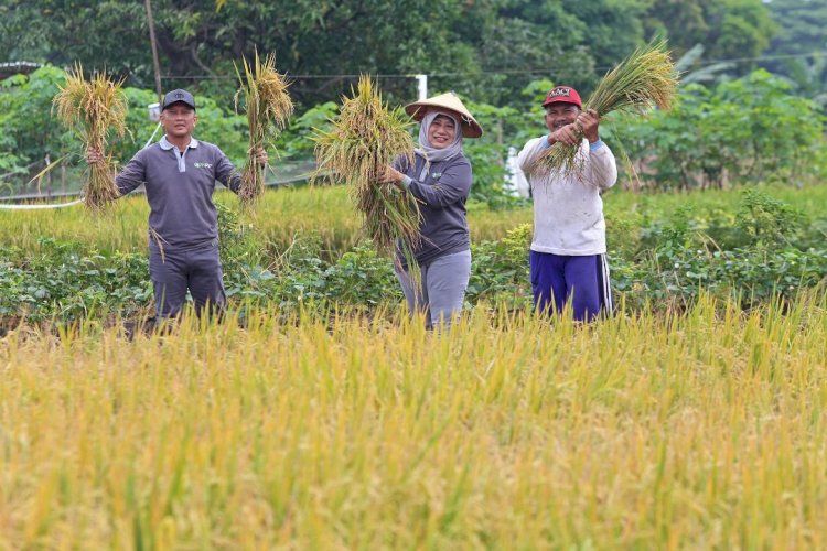 Kelompok Tani Kelurahan Made Gelar Panen Raya Padi