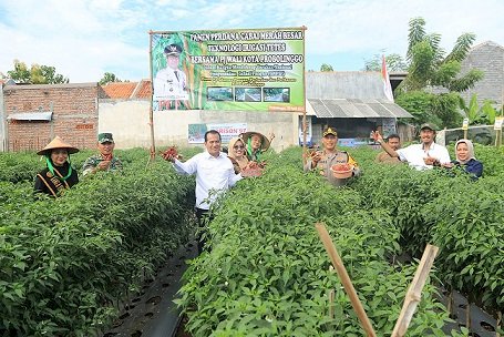 Pj Wali Kota Nurkholis Panen Padi Organik dan Cabe Merah