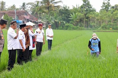 Beras Organik Banyuwangi Hadir di 18 Ribu Supermarket