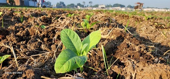 Puluhan Ribu Tanaman Tembakau Rusak Total Terserang Virus Ker-Ker