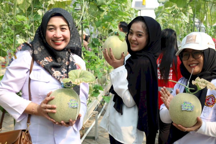 Urban Farming Melon di Lahan Fasum Berbuah Manis