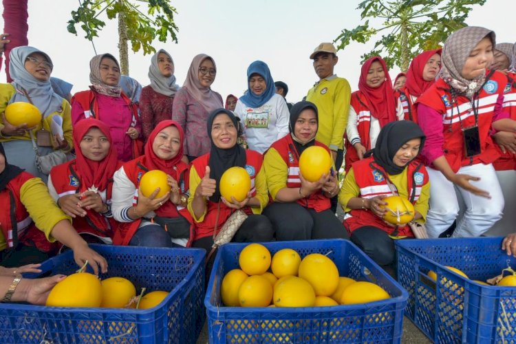 Poktan Sendang Biru Panen Raya 2 Ton Golden Melon