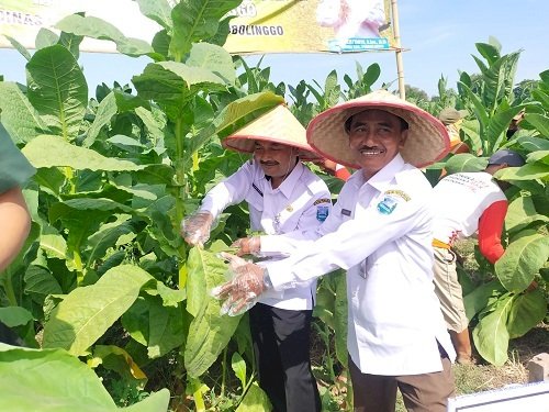 Pemkab Probolinggo Gelar Panen Raya Tembakau