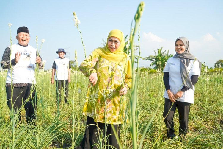 Khofifah Panen Sedap Malam Milik Petani Milenial