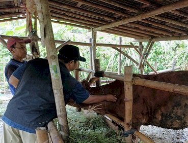 Dukung Produktivitas Sapi Indukan, Banyuwangi Terus Genjot Program ‘SMS PISAN’