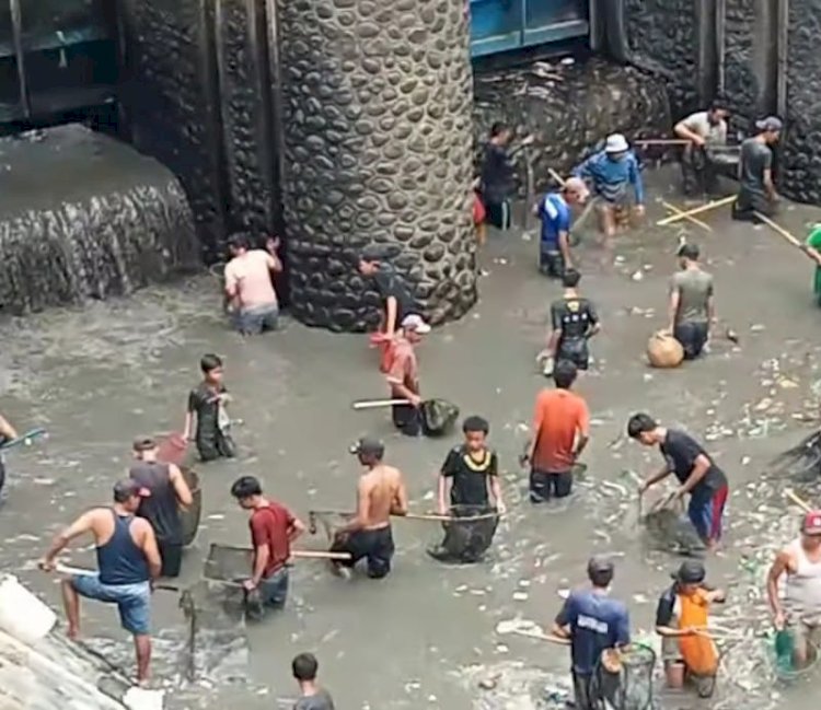 Ribuan Warga Berburu Ikan Saat Pengeringan DAM Singir Banyuwangi