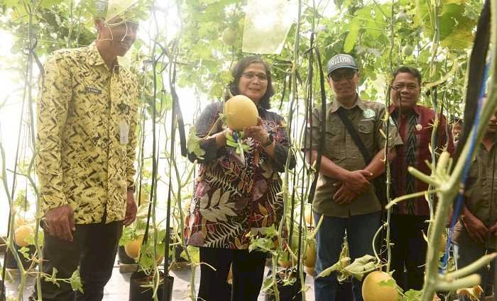 Pj Wali Kota Kediri Petik Melon , Zanariah: Sejalan Program Presiden Kemandirian Pangan