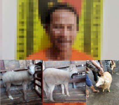 Polisi Ringkus Pencuri Kambing di Kalibaru Banyuwangi