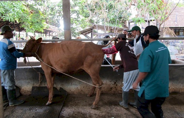 Tingkatkan Pembangunan Peternakan di Provinsi Jawa Timur,  Disnak  Lakukan Optimalisasi Bioteknologi Reproduksi Transfer Embrio