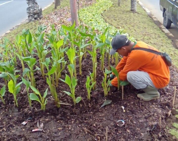 Mengandung Unsur Hara, Penataan Taman Gunakan Sedimen Sungai